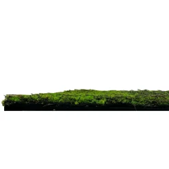 Sale Jangal Wandpaneel MODULAR WALL